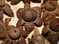 Astreus hygrometricus0023